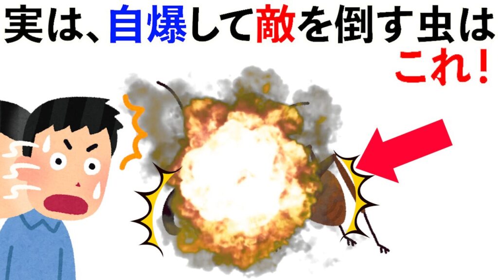 【雑学】実は自爆して敵を倒す虫はこれ！他